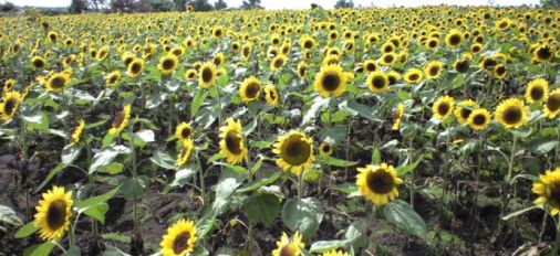 大分県の英会話スクールマップ