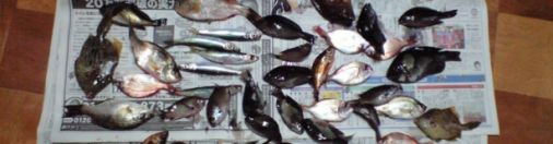 大分県臼杵市黒島前の防波堤での釣果