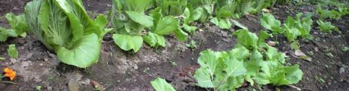 野菜を栽培して1年が過ぎました