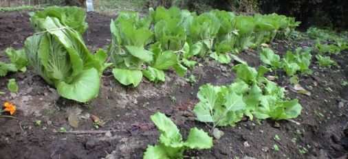 野菜を栽培して1年が過ぎました