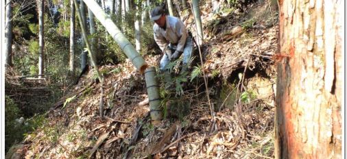 お正月の門松を作る下準備