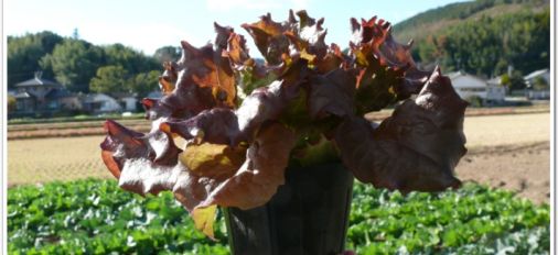 坐来(ザライ)大分がぐるナイのゴチに登場