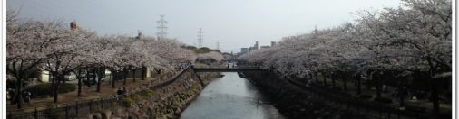 大分人と緑ふれあいいちと桜