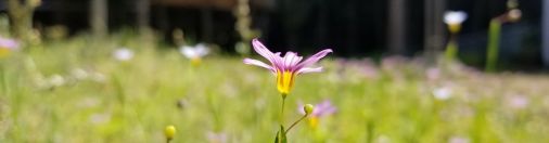 麗しくある