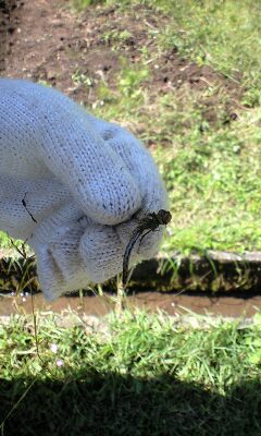 竹田直入とんぼ
