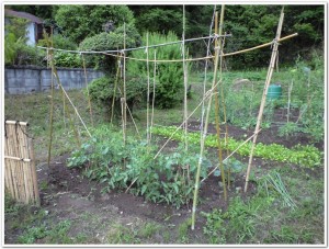 成長する野菜たち
