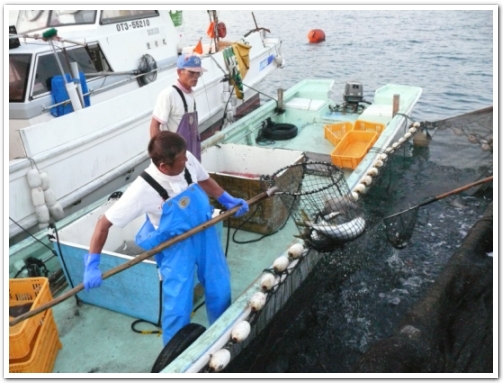 大分県蒲江尾浦 定置網漁