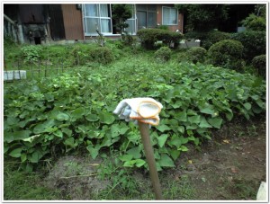 今年も芋を植えた