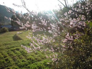 花は身近にもある