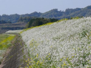 一面が菜の花