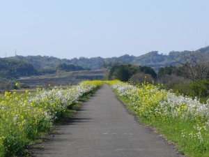 菜の花ロード