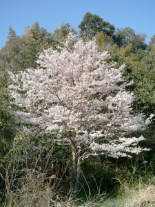 2012年桜咲く