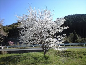 花を見て会話する