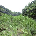 河川敷のまわりを草刈