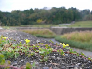 地に咲く野花