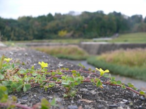 地に咲く野花