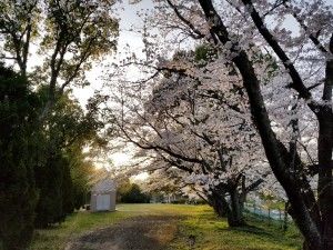 桜に咲く道