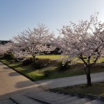 満開の桜