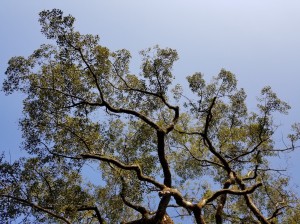 空にのびる