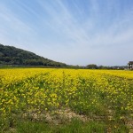 豊後高田と菜の花2019