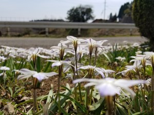 花は咲く