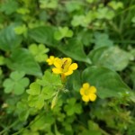 草花たち